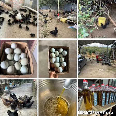油茶园从小鸡仔开始养起的纯土鸡、土鸡蛋可以预定啦!还有前几天刚榨的纯山茶油哦 - 土特产 - 饮食特产 - 湘西分类信息 - 湘西28生活网 xiangxi.28life.com