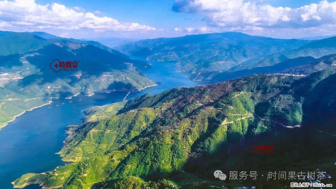 时间果百年古树龙珠普洱生茶 - 购物交流 - 湘西生活社区 - 湘西28生活网 xiangxi.28life.com