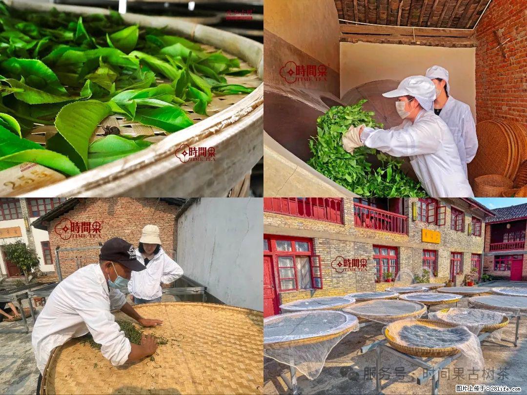 时间果百年古树龙珠普洱生茶 - 购物交流 - 湘西生活社区 - 湘西28生活网 xiangxi.28life.com