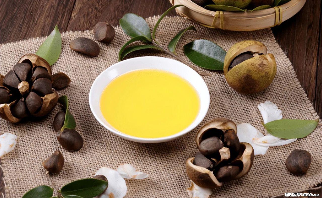 揭秘茶油的5大核心营养成分！被称为人体健康的“守护盾”！ - 湘西生活资讯 - 湘西28生活网 xiangxi.28life.com