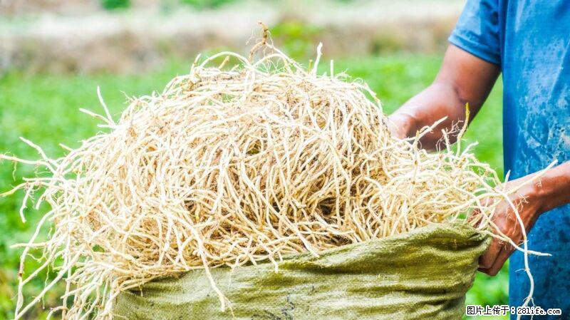 堪称“最难吃”的蔬菜，却是 “抗辐射神器”，还能护肺、清热、止咳化痰！ - 湘西生活资讯 - 湘西28生活网 xiangxi.28life.com