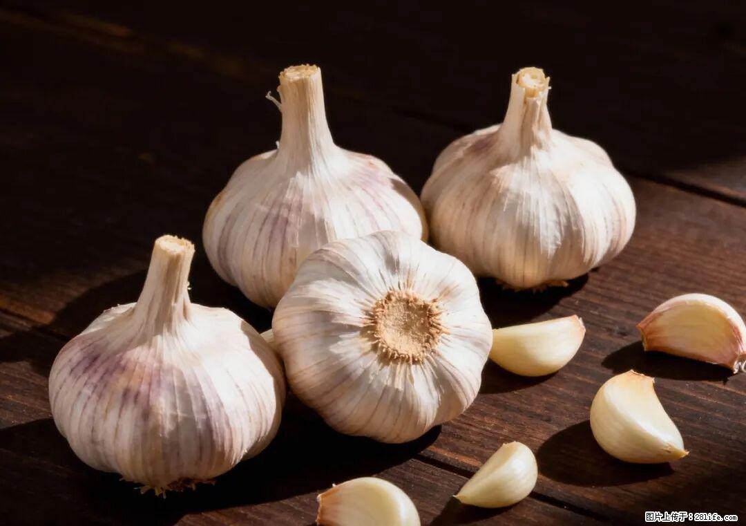 关于大蒜，除了“天然抗生素”，这4个谣言更该警惕! - 湘西生活资讯 - 湘西28生活网 xiangxi.28life.com