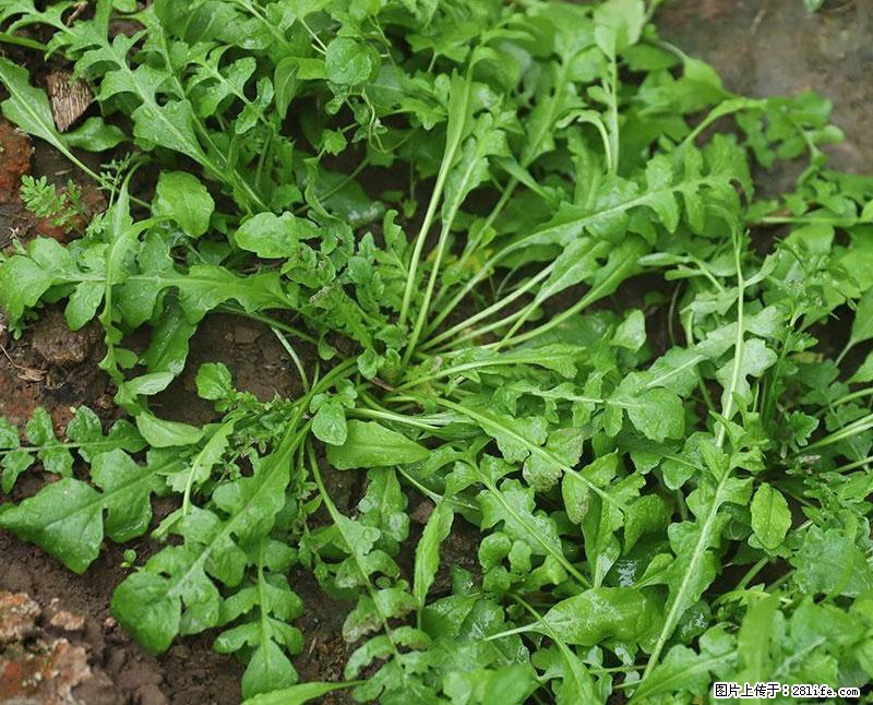 这些蔬菜是“天然钙片”，这6种被医生重点推荐 - 湘西生活资讯 - 湘西28生活网 xiangxi.28life.com