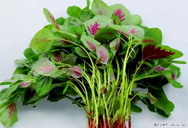 这些蔬菜是“天然钙片”，这6种被医生重点推荐 - 湘西生活资讯 - 湘西28生活网 xiangxi.28life.com