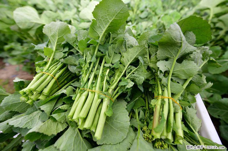 这些蔬菜是“天然钙片”，这6种被医生重点推荐 - 湘西生活资讯 - 湘西28生活网 xiangxi.28life.com